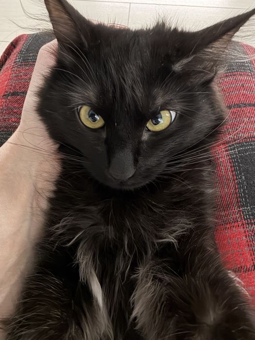 Отдам кошку. 7 месяцев