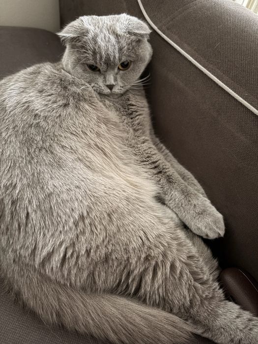 Кошка вислоухая британская
