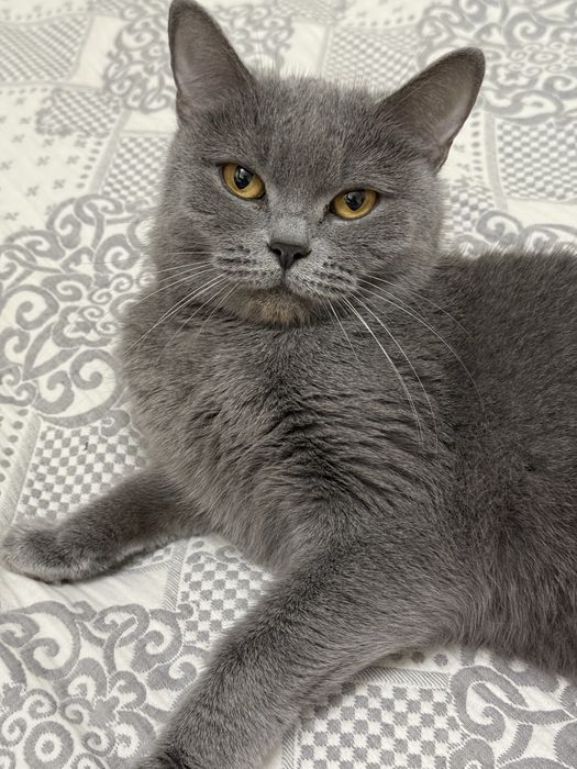 Отдам кошечку Бусинку в добрые руки