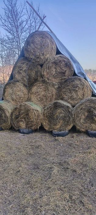 Vand fan de gradina uscat