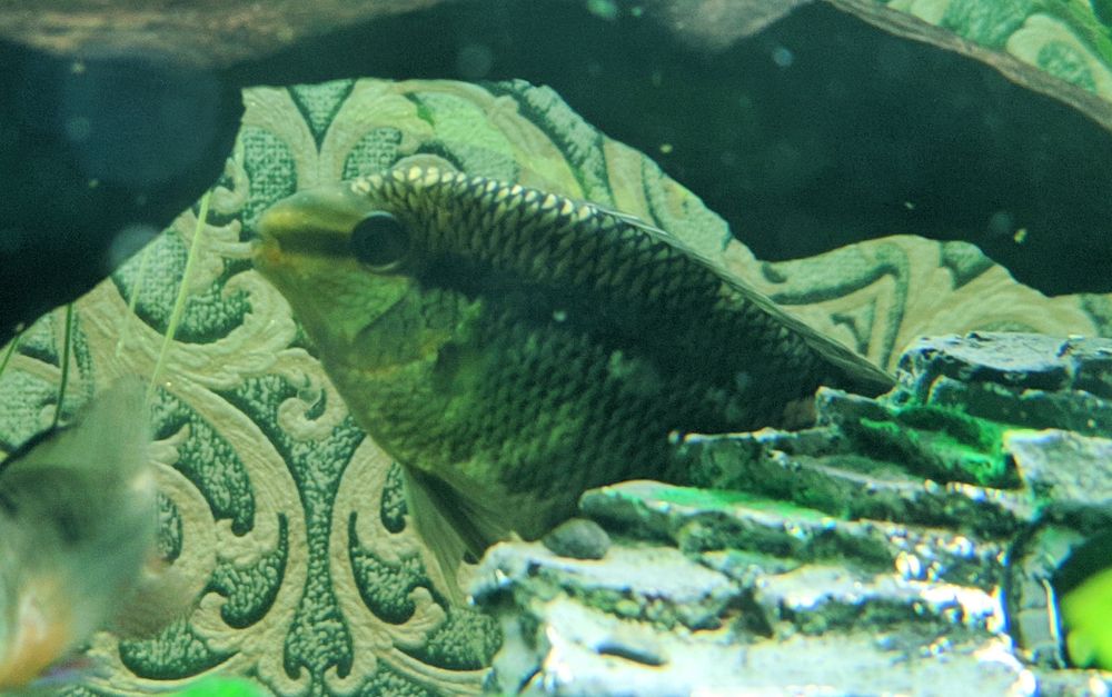 Цихлида Мезонаута, аквариумная рыбка.