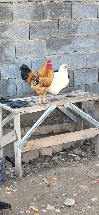 Домашний петухов продам