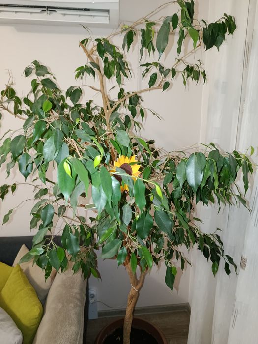 Голям отгледан Бенджамин