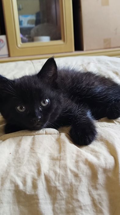 Отдам котят в хорошие руки