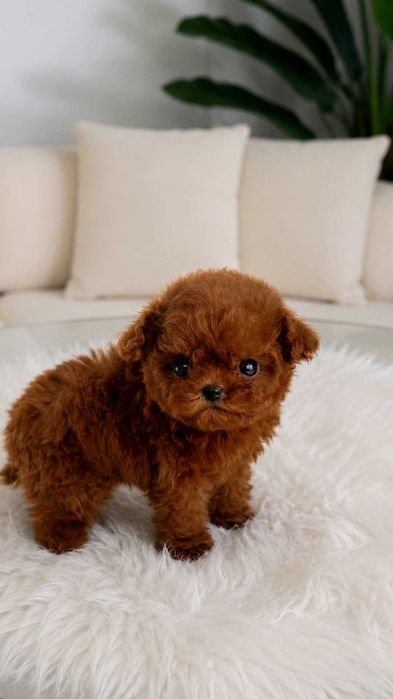 Toy Poodel Mini Red / Pedigree FCI