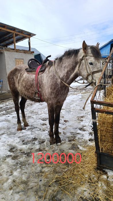 В продаже лошади