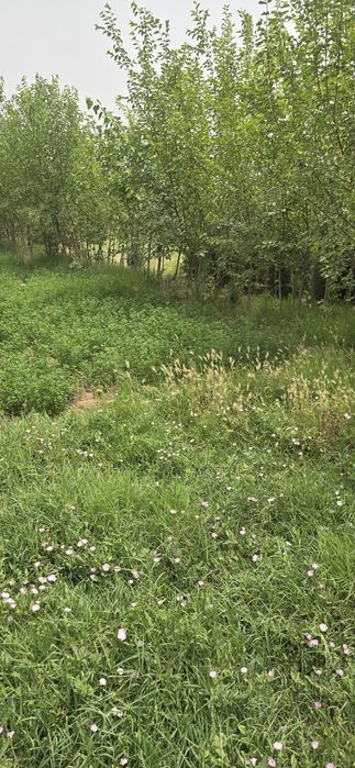 Denov Xazarbog sentrda yer sotiladi