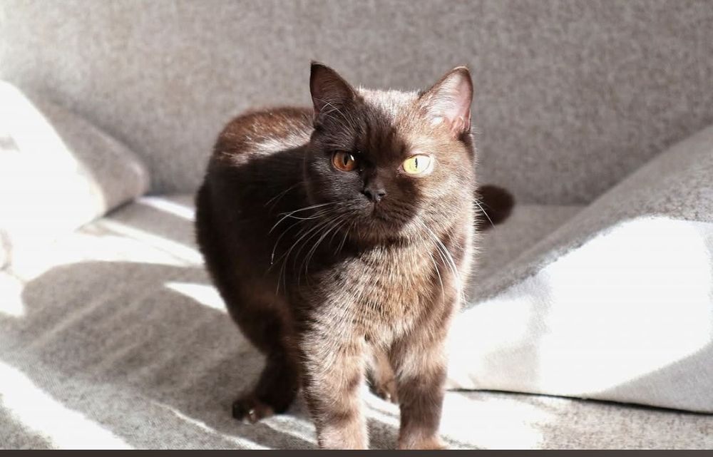British shorhair chocolate cu pedigree