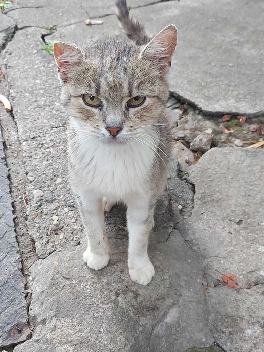Pisici pentru adoptie