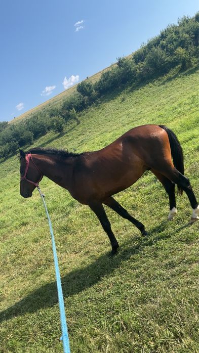 Schimb cu oi sau capre