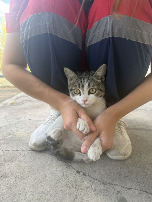 Котенок мальчик в добрые руки