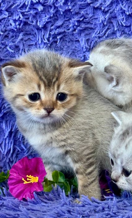 шиншиллы малыши плюшки