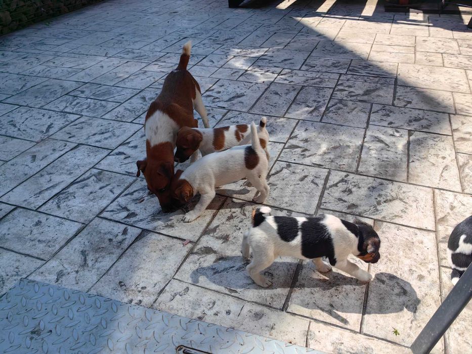 Продавам   фокстериери