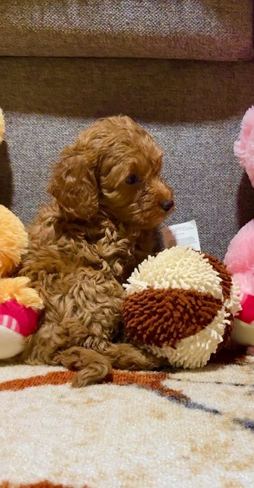 Мини пудел - пудел