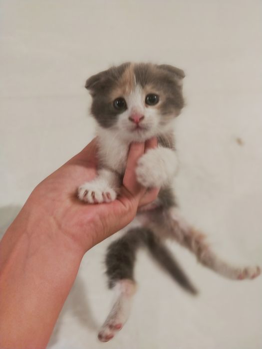 Отдам котят бесплатно