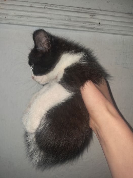 Отдам котят в добрые руки!