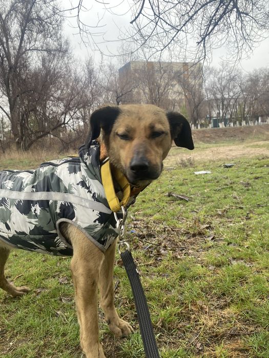 Прорезиненыц поводок
