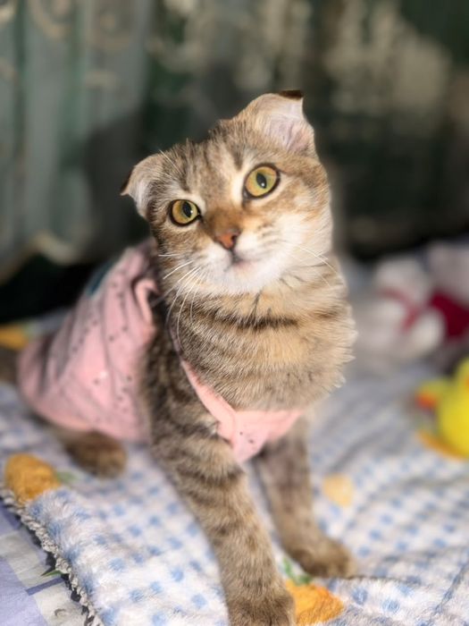 Ласка котёнок в поисках дома