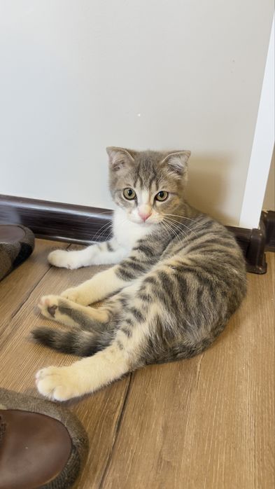Отдам котенка мальчик