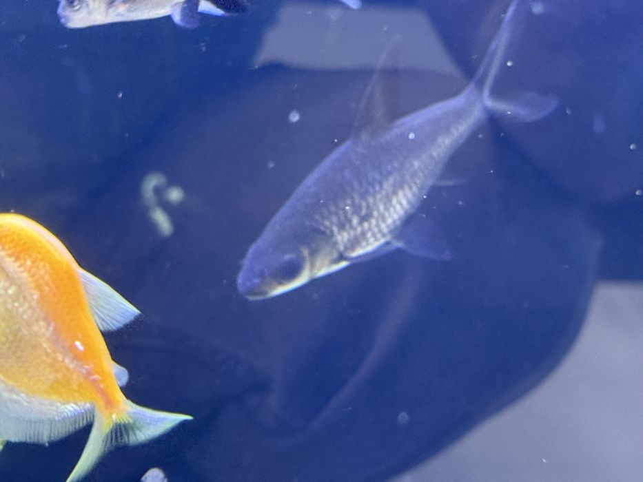 Акулы мирные разные виды ,от10,до20 см