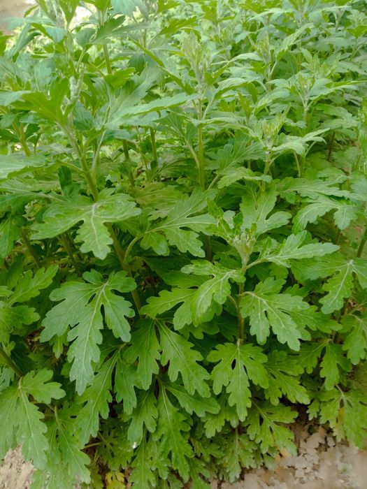 Хризантема гул кучаталири