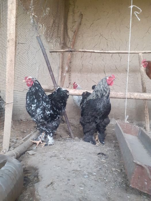 Светли брама хурозлари сотилади.