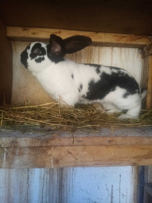 Vând iepuri rasele gat de leu și uriaș de transilvania