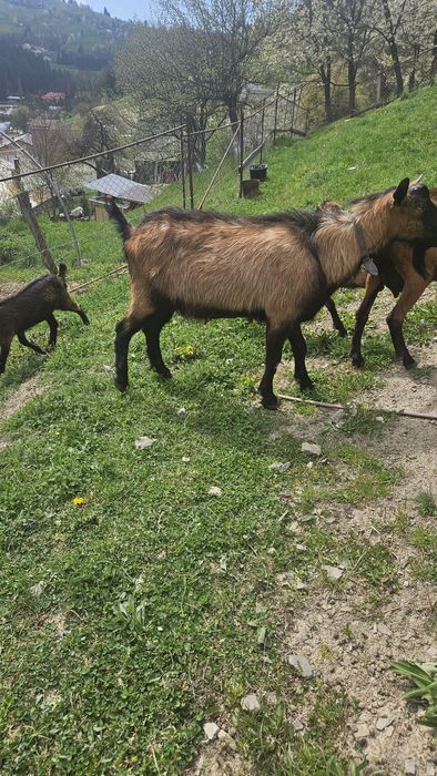 TAP  CIUT de rasa alpina franceza