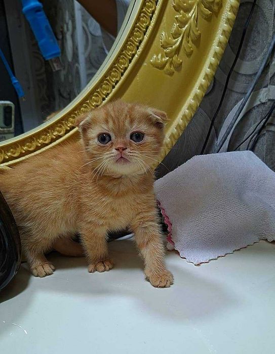 Вислоухая вислоухи(й)(е) котёнок кошк(а)(и) шотландски(е)(й) котёнок