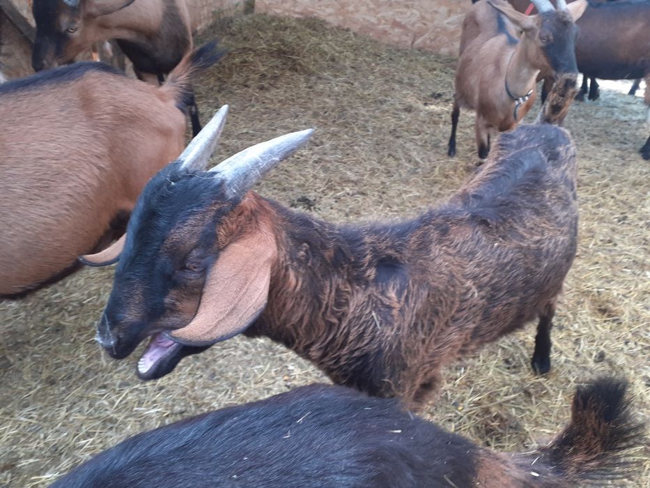 Vand tapisori de 5 luni