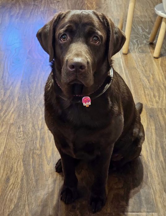 Щенки 100% лабрадора доставка бесплатно