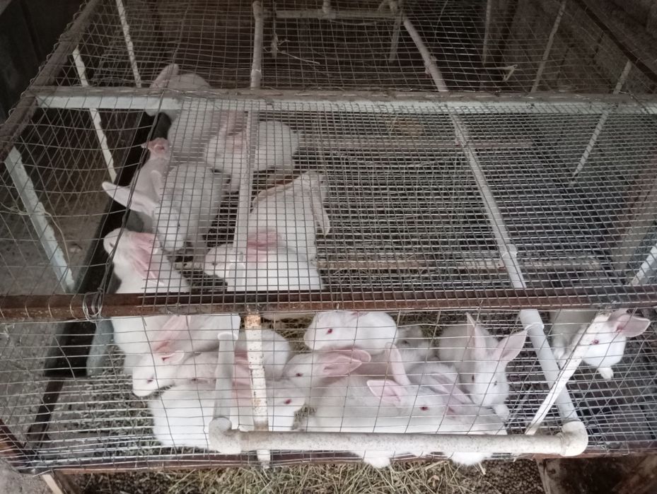 Xikol quyon sotiladi