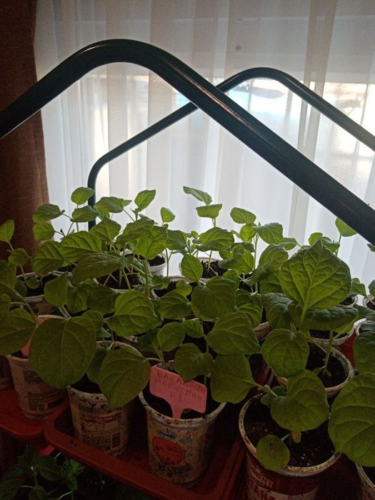 Рассада. Перцев и Баклажан