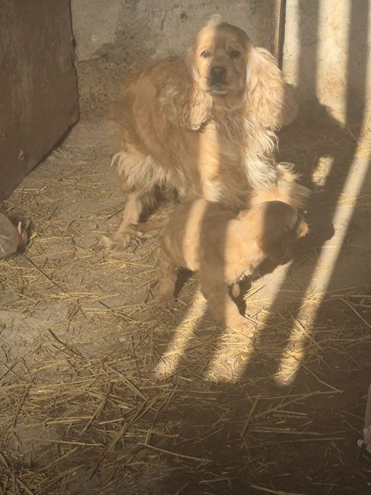 Англиски -Кокер-шпаниол