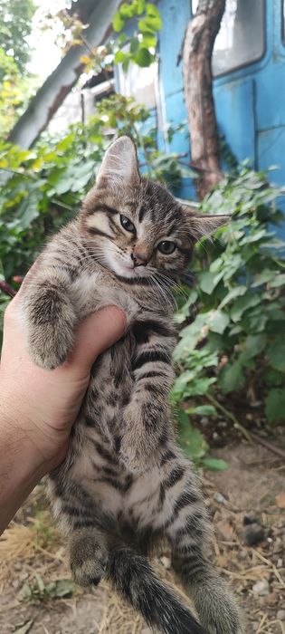 Мурлыкающие комочки счастья ищут дом