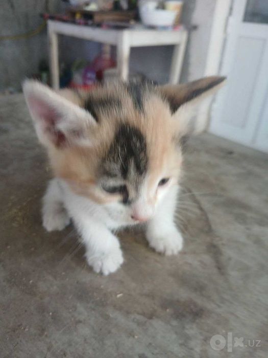 Отдам котят в добрые руки