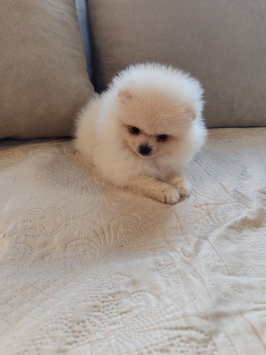 Померан мини померанчета.