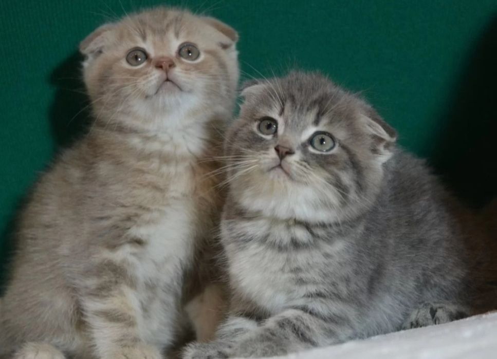 Предлагаюю Котяткии