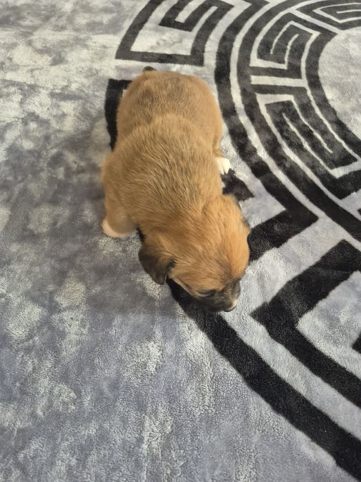 Donez căței de talie mică.