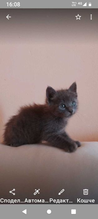 подарявам мъжко котенце на 45 дни