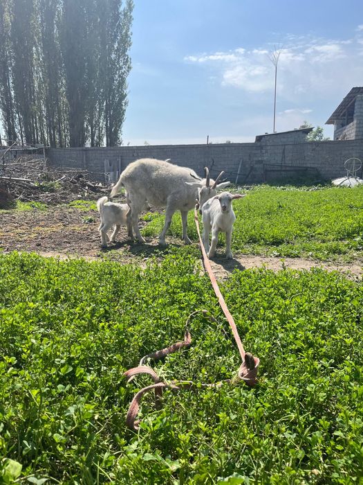Эчки сотилади срочно