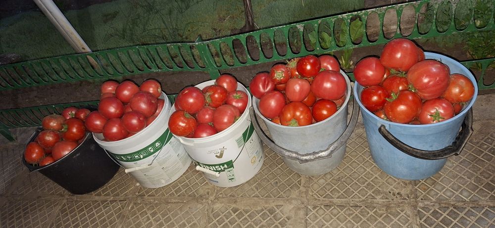 Продавам Домашни Домати