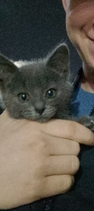 Даром отдаю Кота