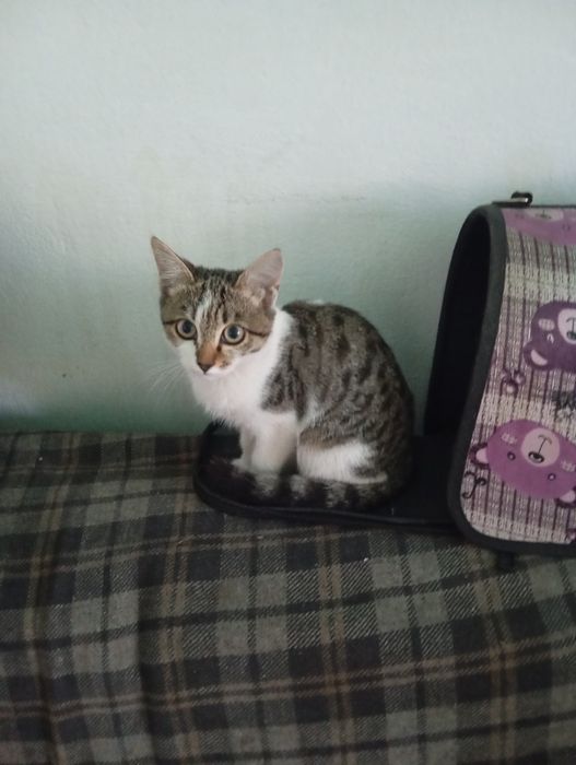 Котятам нужен дом