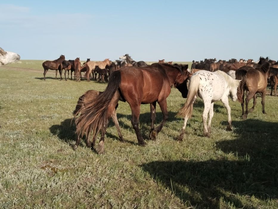 Продам бие кулынымен