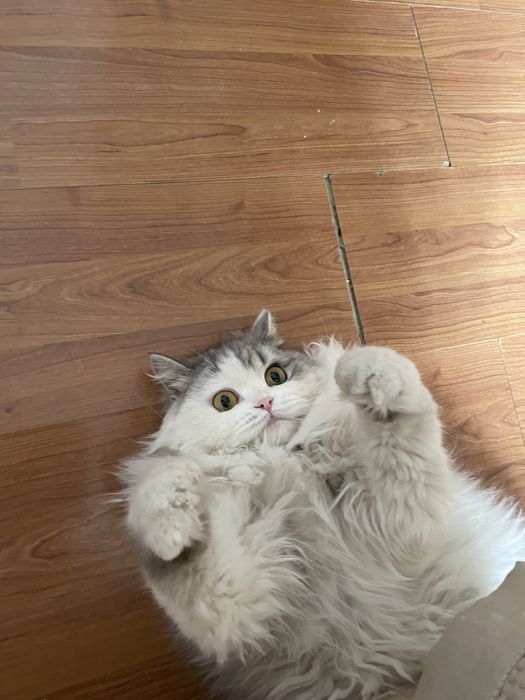 Отдам сибирскую кошку в добрые руки