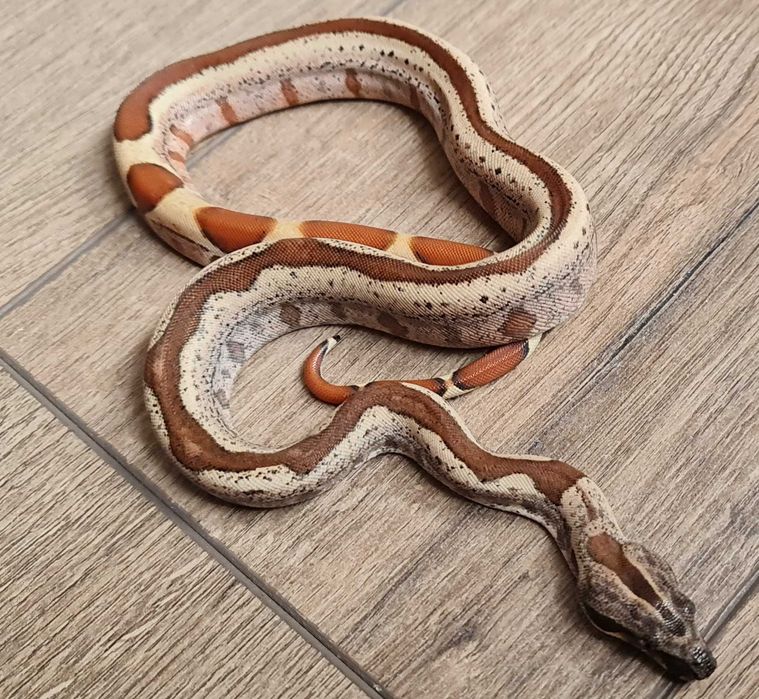 Удав императорский,самец