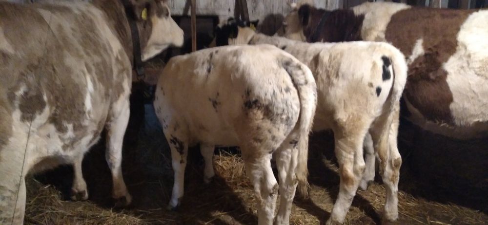 Vaci și Vițele de Vînzare