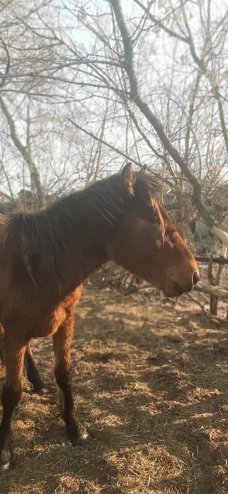 Продам лошадей цена договорная