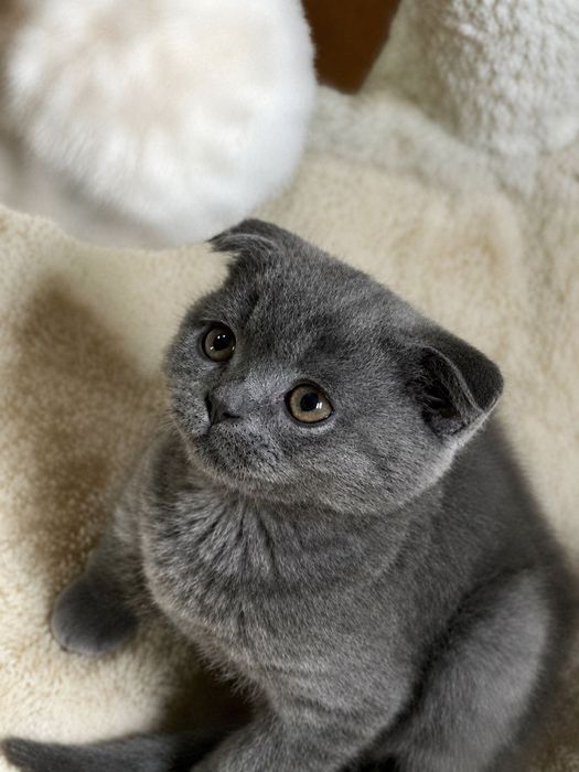 шотландски клепоухи